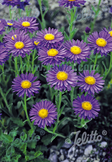 ASTER alpinus (Astra alpínska)Dunkle Schöne cca.20 semien